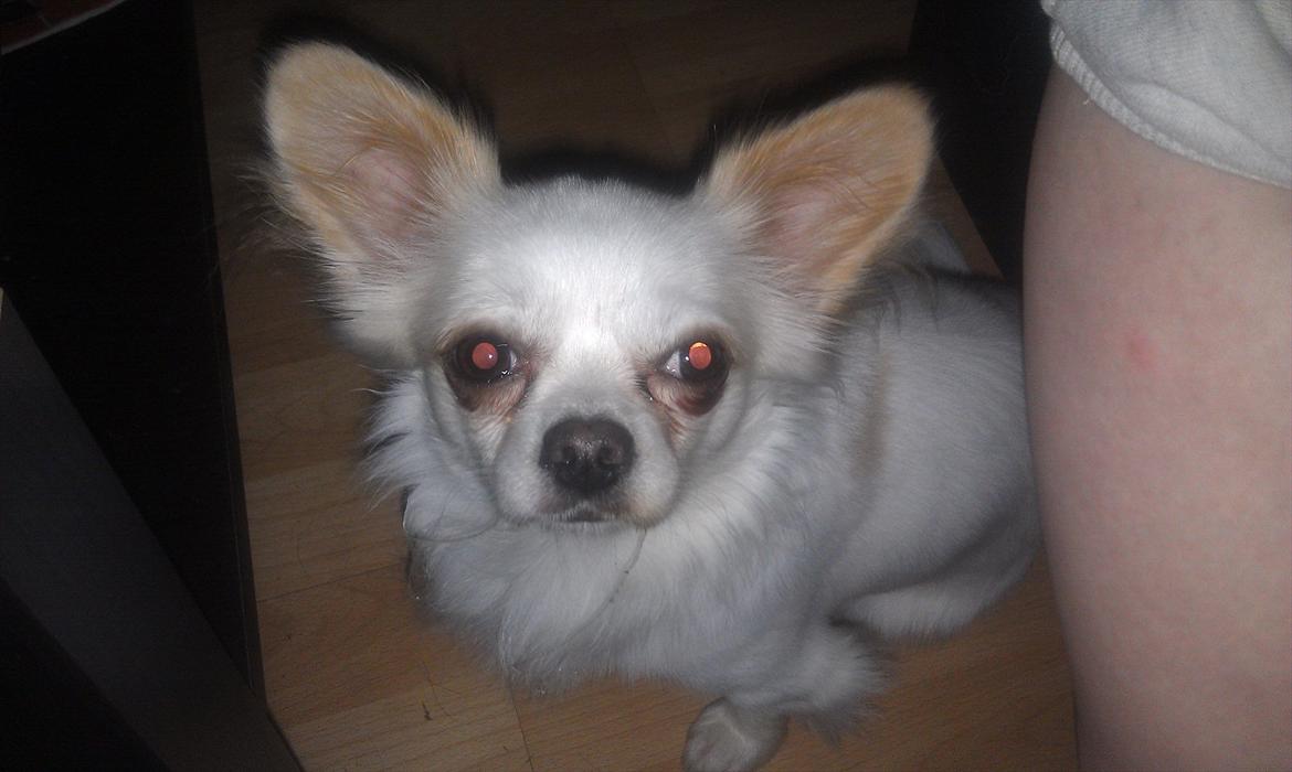 Chihuahua King <3 SOLGT  - Første aften i mit nye hjem billede 2