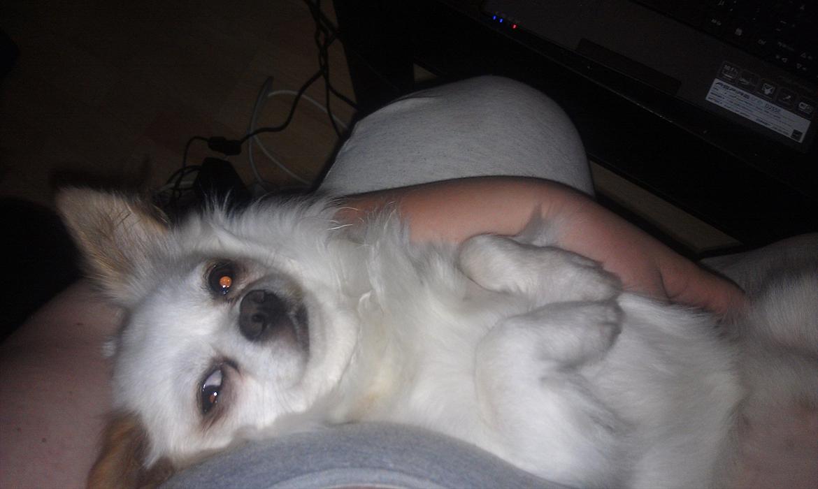 Chihuahua King <3 SOLGT  - aaahhh klø mig på maven :D billede 4