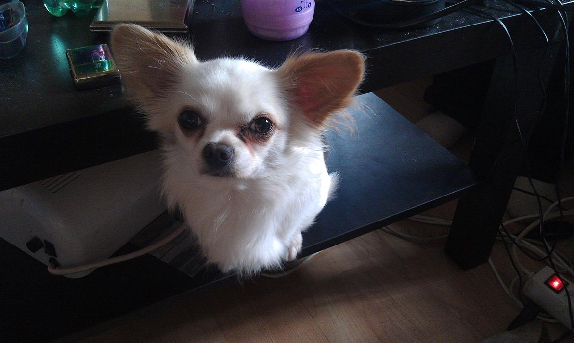 Chihuahua King <3 SOLGT  - Smart bord mor jeg ka stå på bordet uden at være oppe på bordet :p billede 5