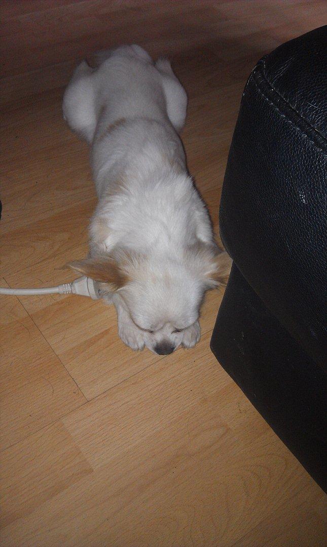 Chihuahua King <3 SOLGT  - zzzZzzZzzz billede 6