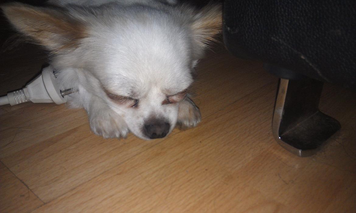 Chihuahua King <3 SOLGT  billede 7