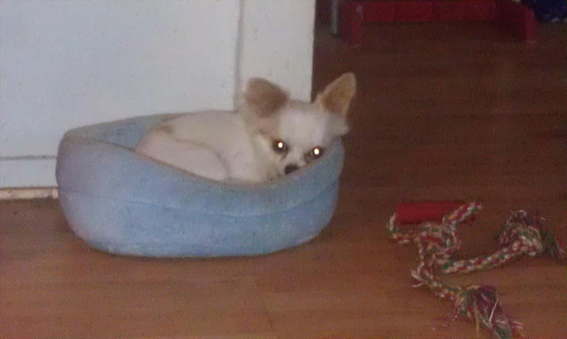 Chihuahua King <3 SOLGT  - Putte trold <3 billede 8