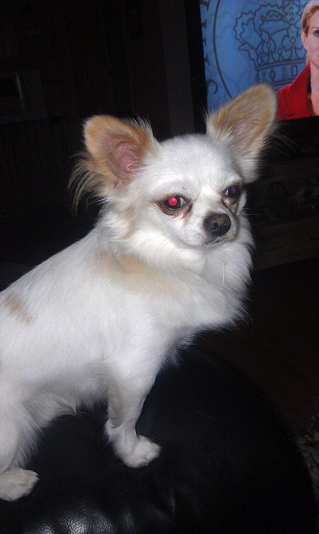 Chihuahua King <3 SOLGT  - Velkommen til min profil <3 billede 1