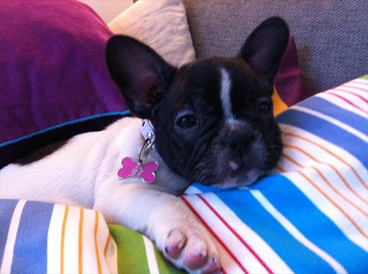 Fransk bulldog Carla billede 13