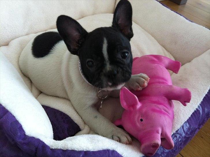 Fransk bulldog Carla billede 3