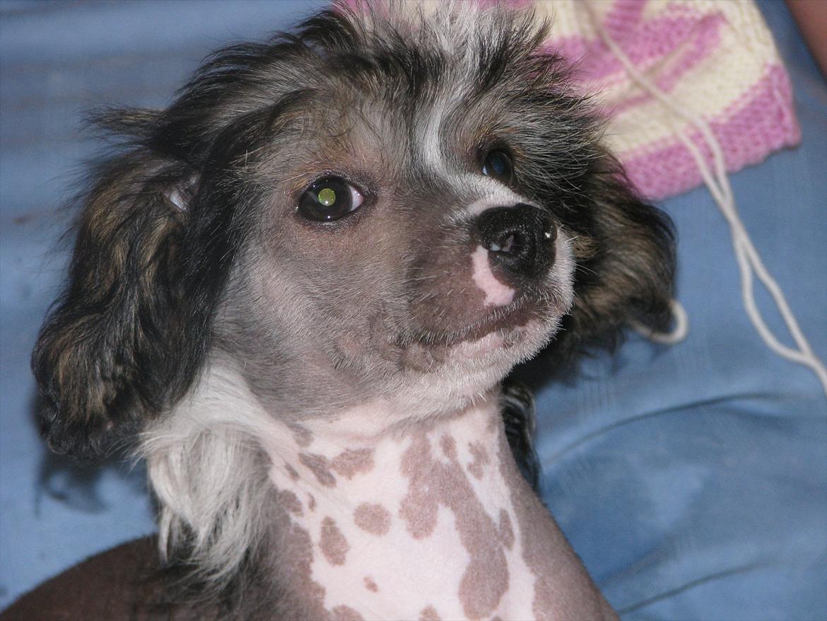 Chinese crested hårløs Holly - Velkommen til Holly's profil billede 1