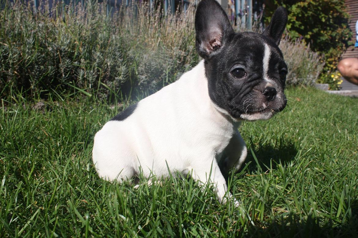 Fransk bulldog Carla billede 4