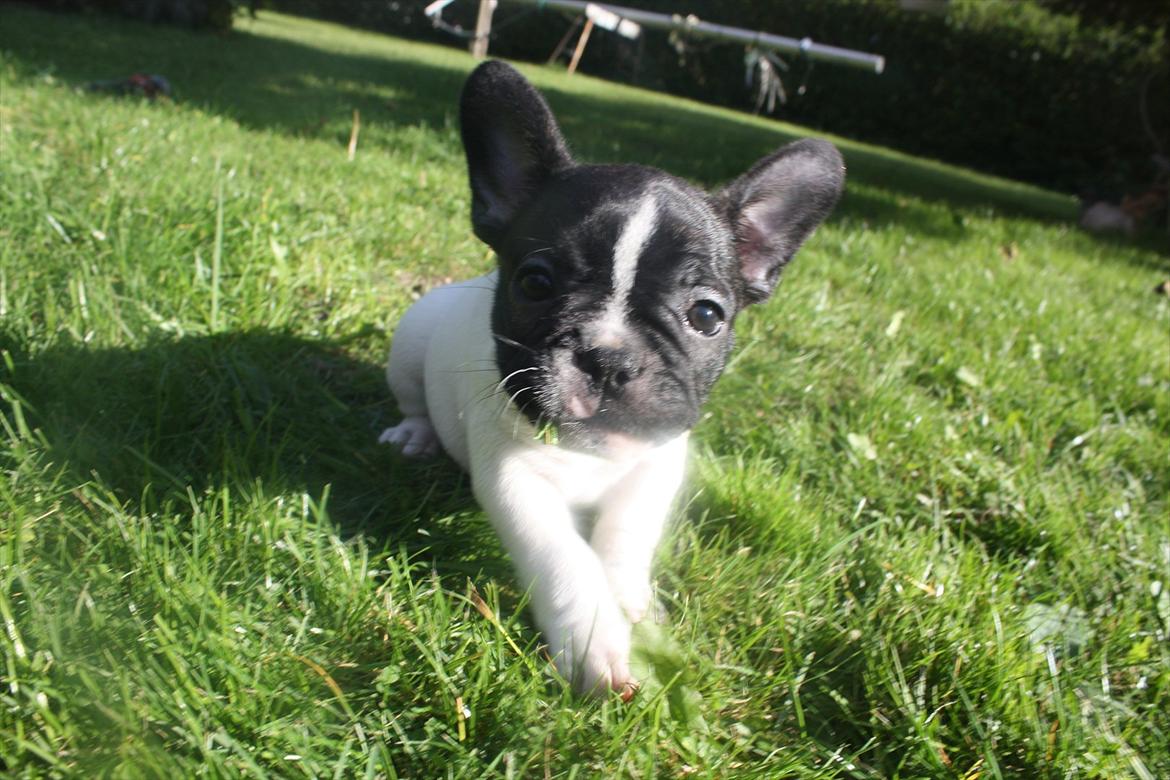 Fransk bulldog Carla billede 5