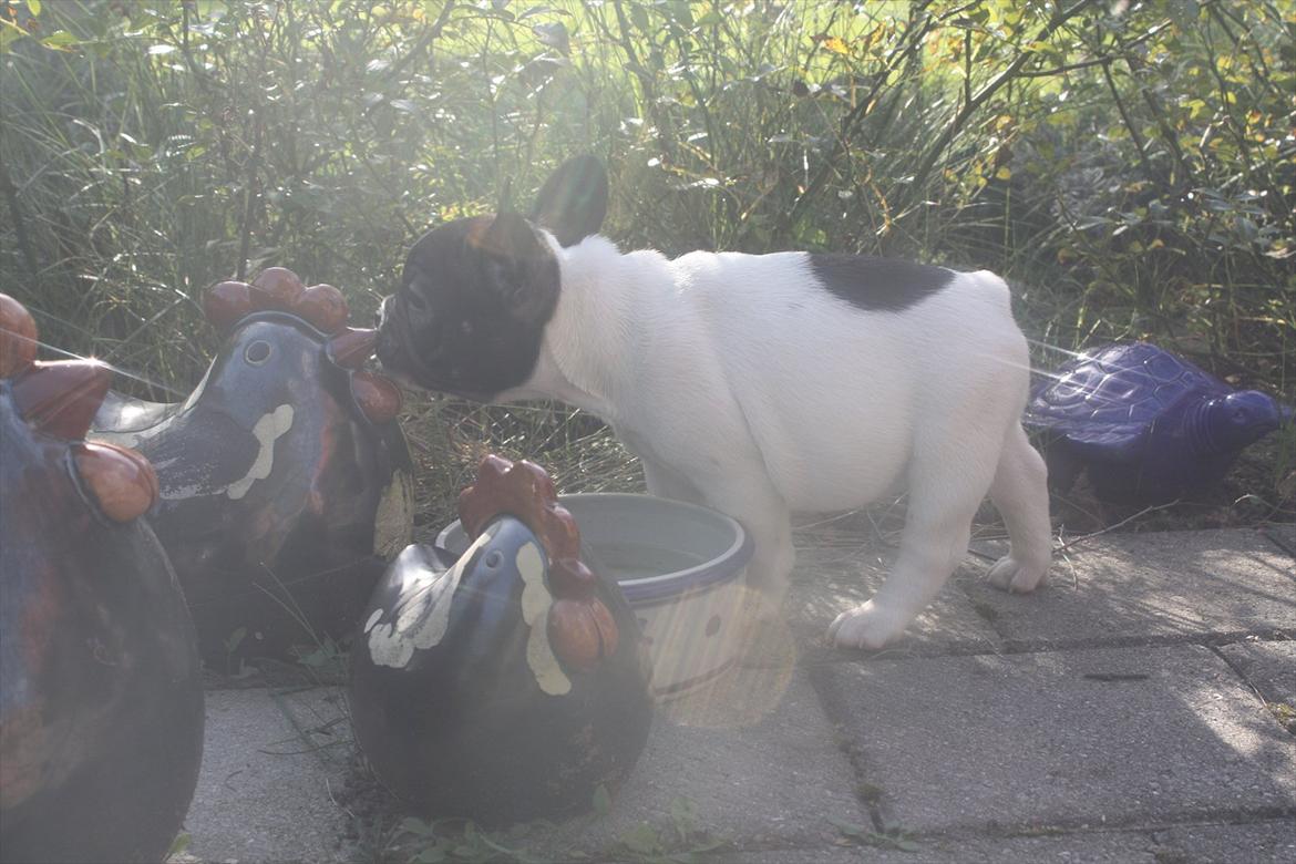 Fransk bulldog Carla billede 6