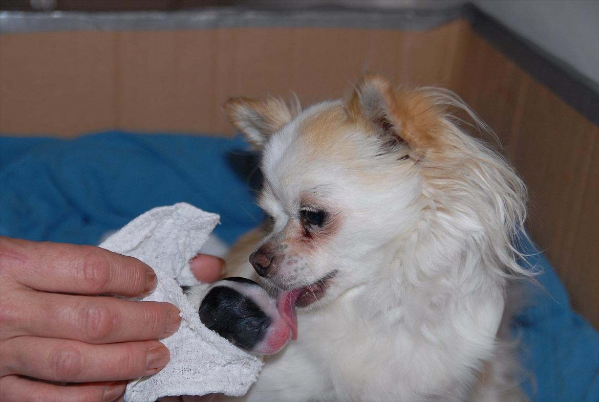 Chihuahua Madam Maggie :i <3 - Maggie få sekunder efter hun blev født <3 Her får hun det første kys af moar <3 billede 2