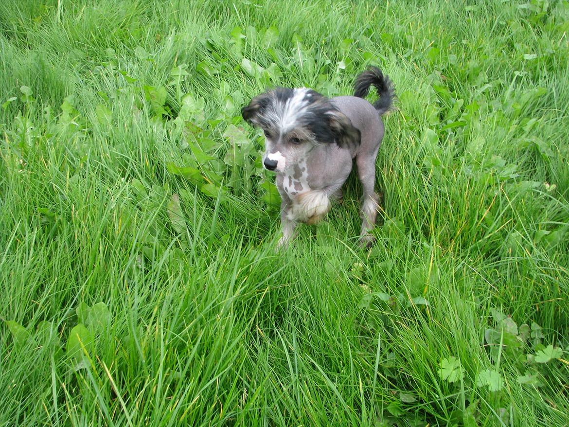 Chinese crested hårløs Holly billede 2