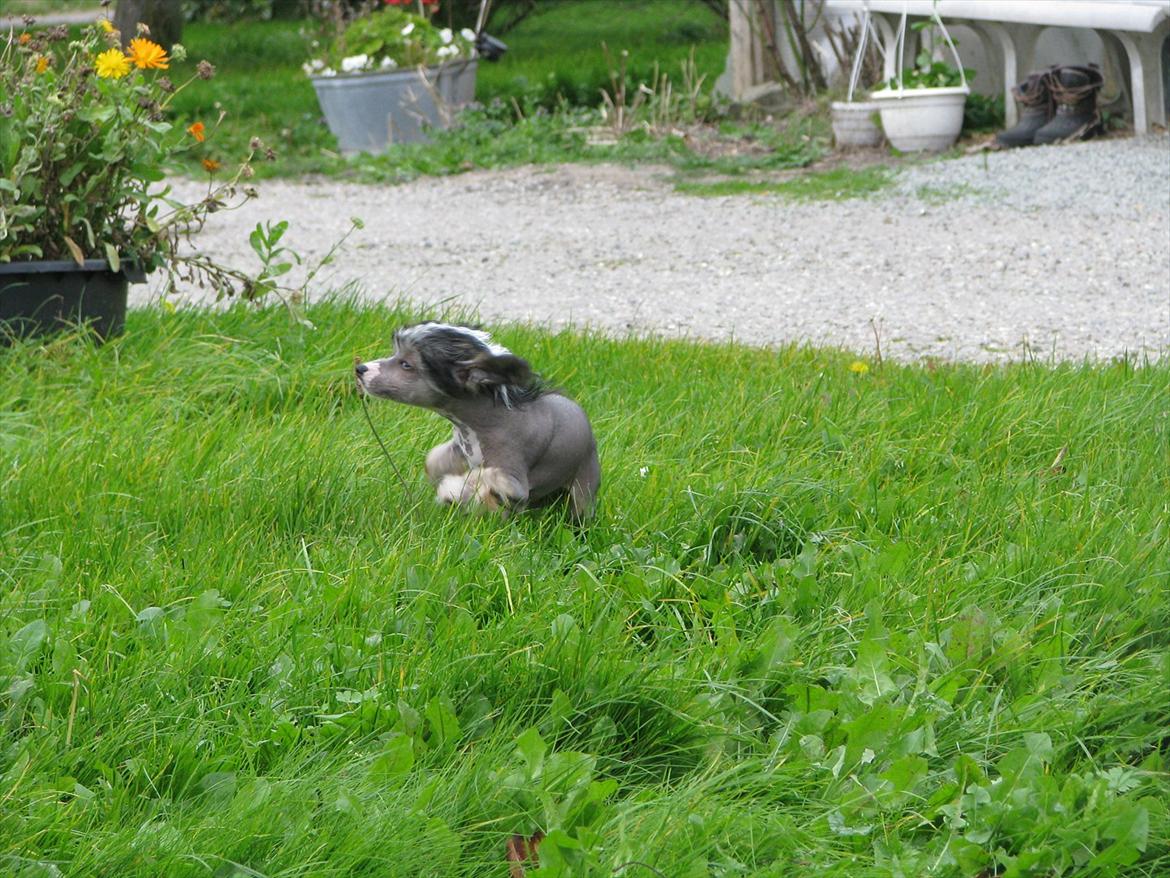 Chinese crested hårløs Holly billede 3