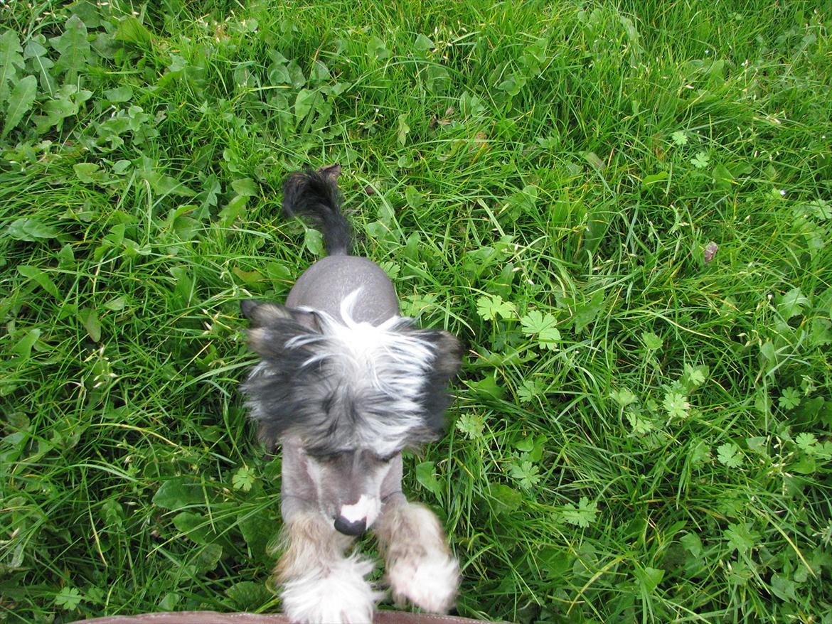 Chinese crested hårløs Holly billede 4