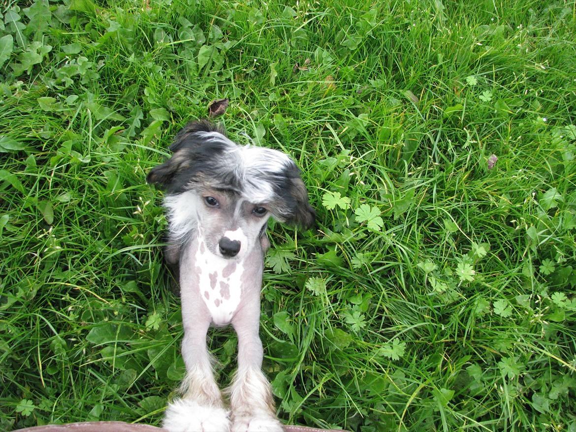 Chinese crested hårløs Holly billede 5