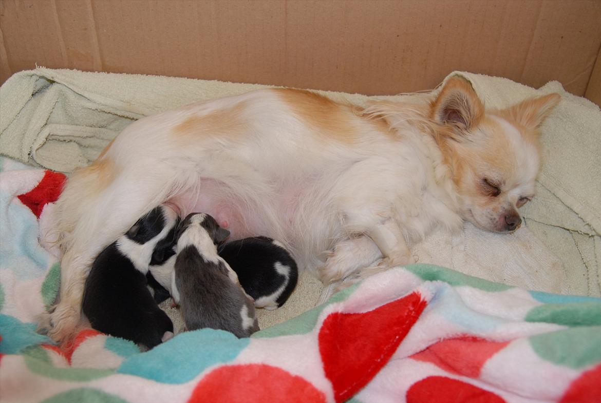 Chihuahua Daisy - Daisy og hendes 1 uge gamle hvalpe <3 billede 17