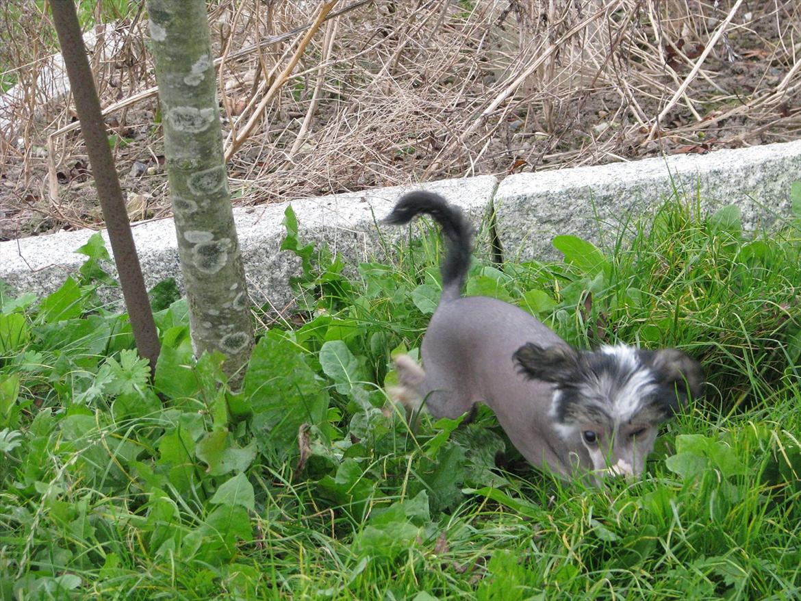Chinese crested hårløs Holly billede 6