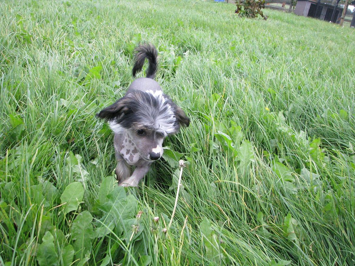 Chinese crested hårløs Holly billede 7