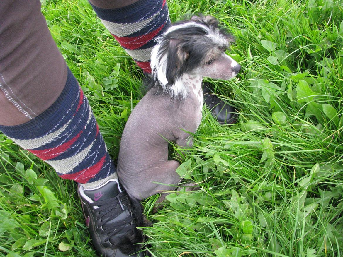 Chinese crested hårløs Holly billede 8