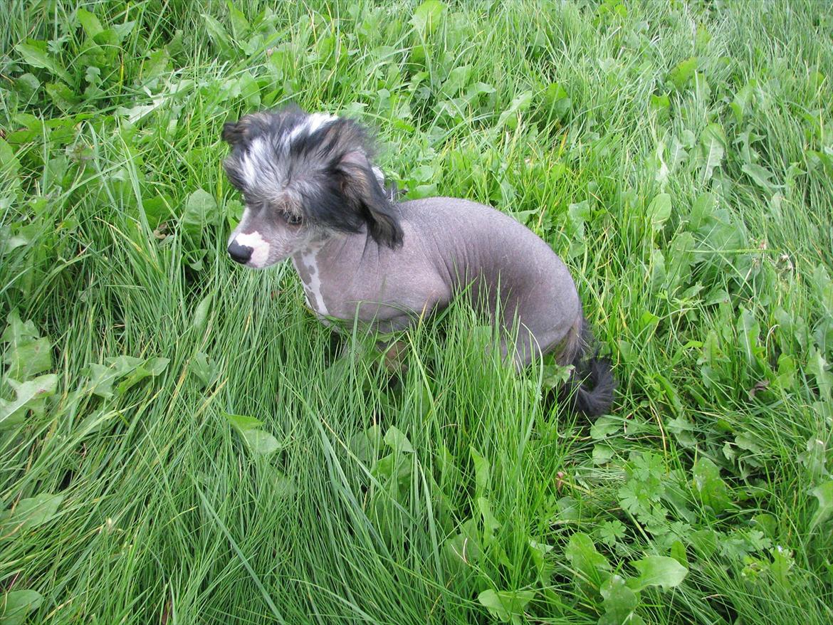 Chinese crested hårløs Holly billede 9