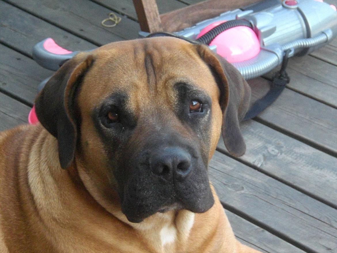 Boerboel Anton billede 19