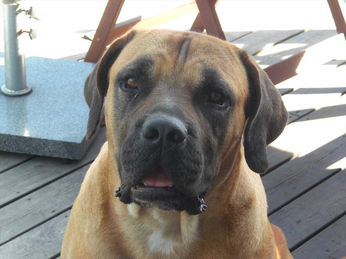 Boerboel Anton billede 20