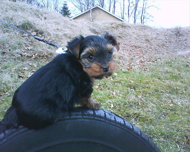 Yorkshire terrier Bobbi<3 - <3 billede 2