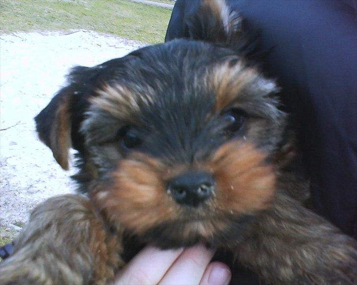 Yorkshire terrier Bobbi<3 - hej med dig;0) billede 10