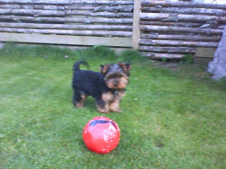 Yorkshire terrier Bobbi<3 billede 11