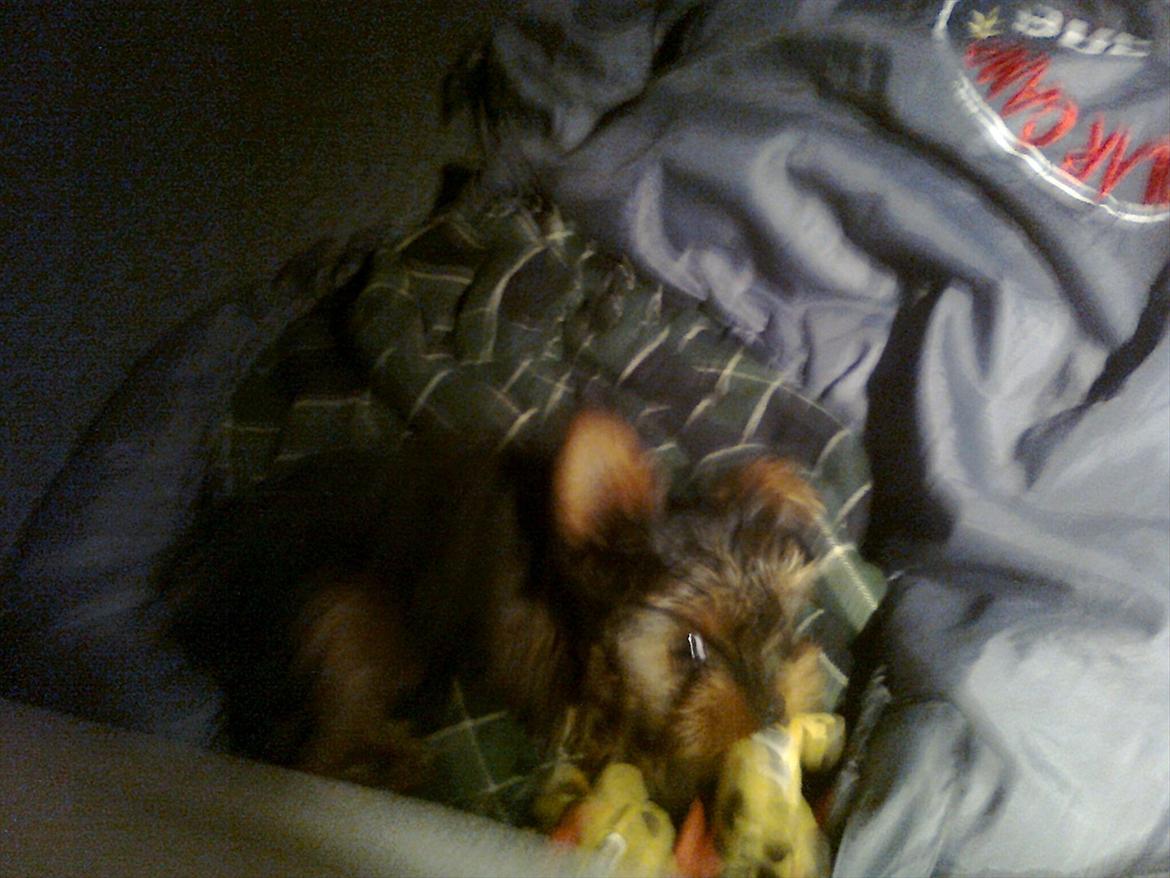 Yorkshire terrier Bobbi<3 - det er min bamse!<3 billede 12