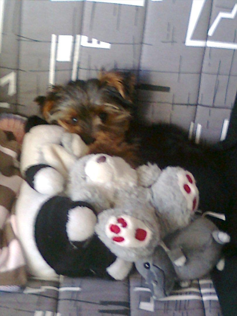 Yorkshire terrier Bobbi<3 - her ligger jeg altså godt!:) billede 13