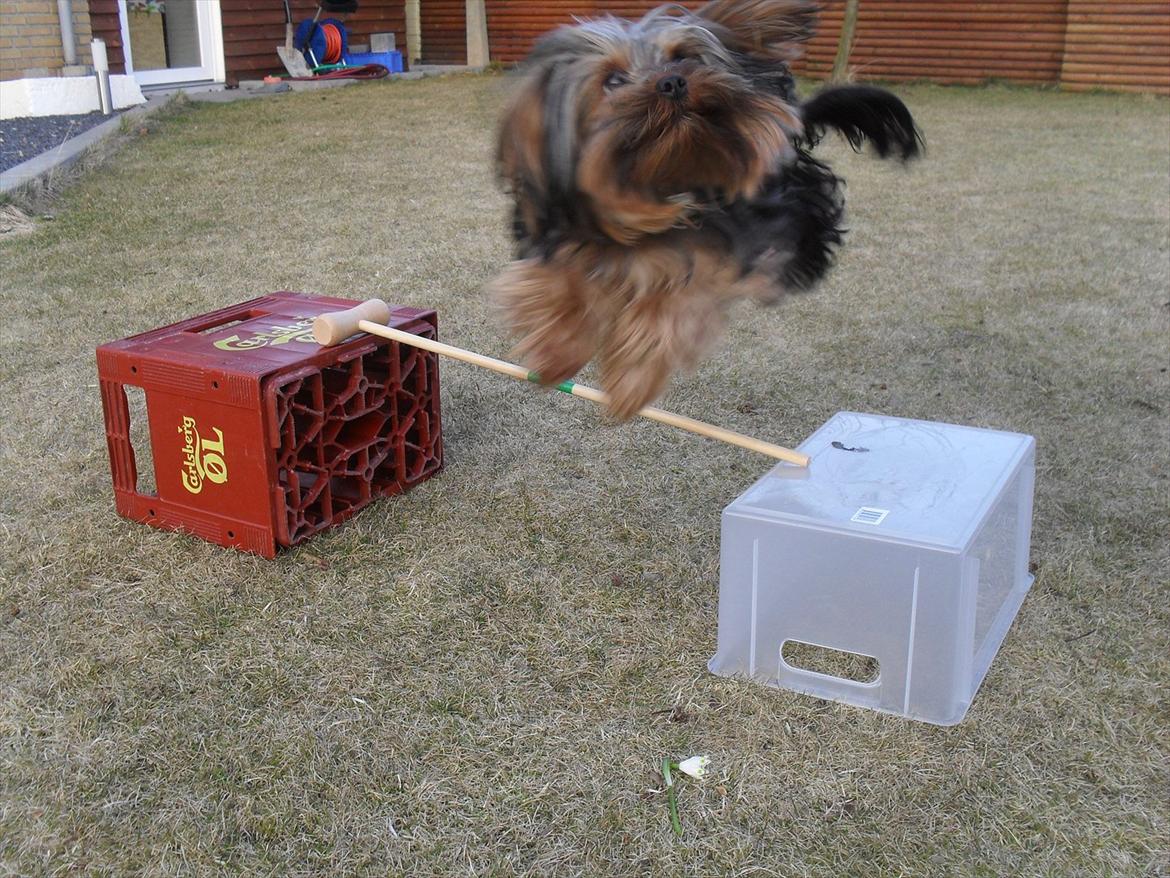 Yorkshire terrier Bobbi<3 - ihh, hvor han nyder det :) billede 4