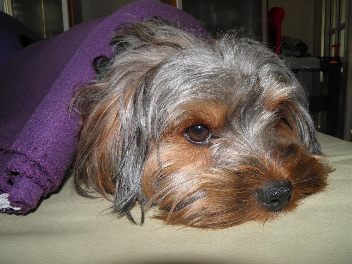 Yorkshire terrier Bobbi<3 - møøøs:-*
 billede 14