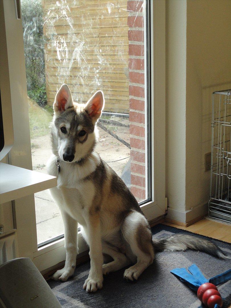 Tamaskan Dog Indiana - "Matsi" - 19 uger
 billede 16