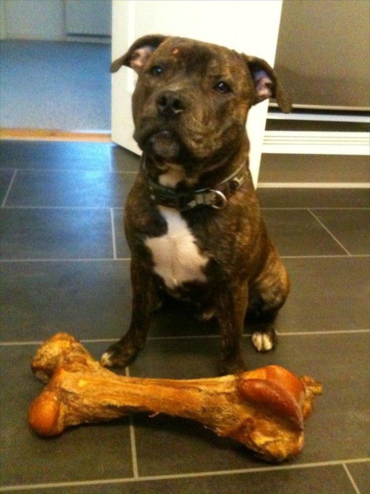 Staffordshire bull terrier Kayser billede 1