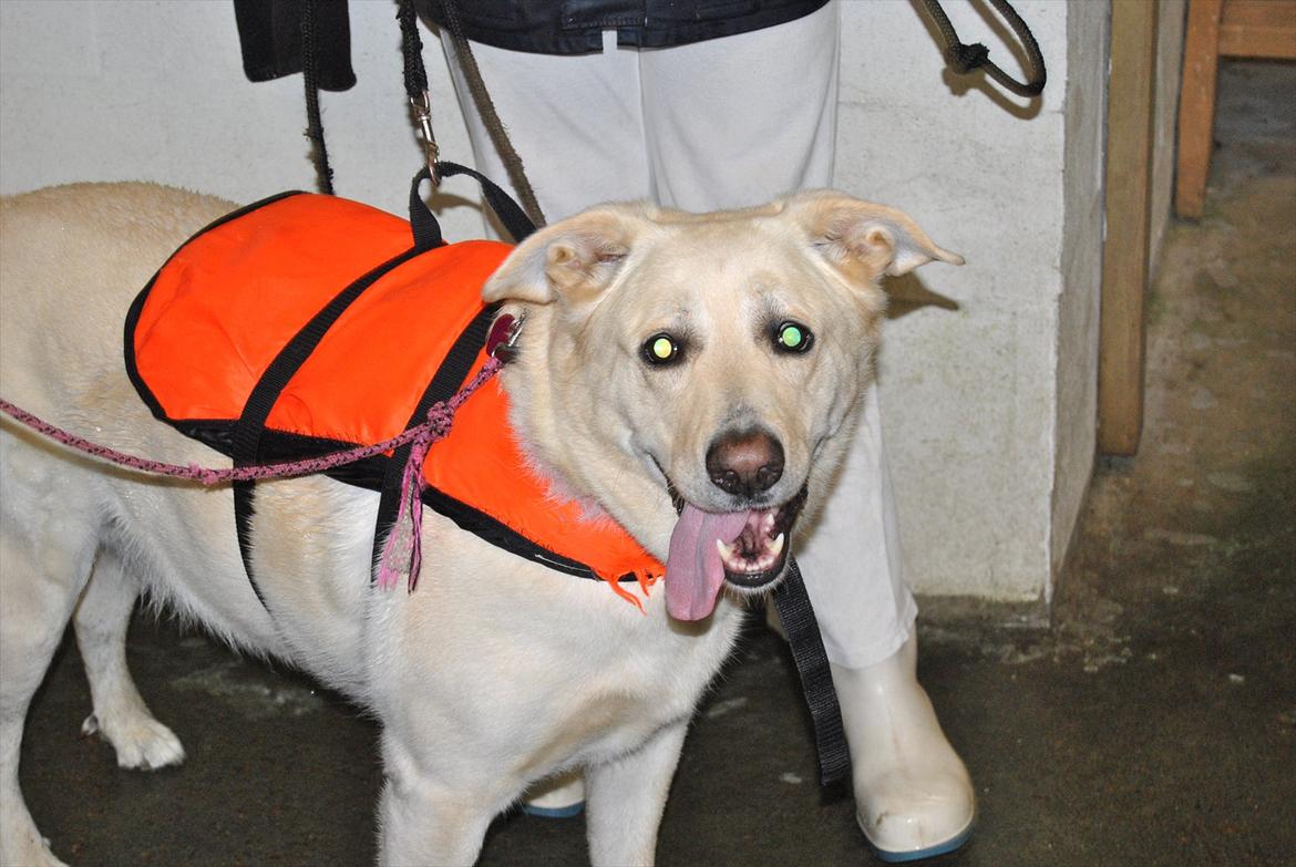 Blanding af racer Basse - „If I could give you one thing in life, I would give you the ability to see yourself through my eyes, only then you would realize how special you are to me.“ - unknown billede 11