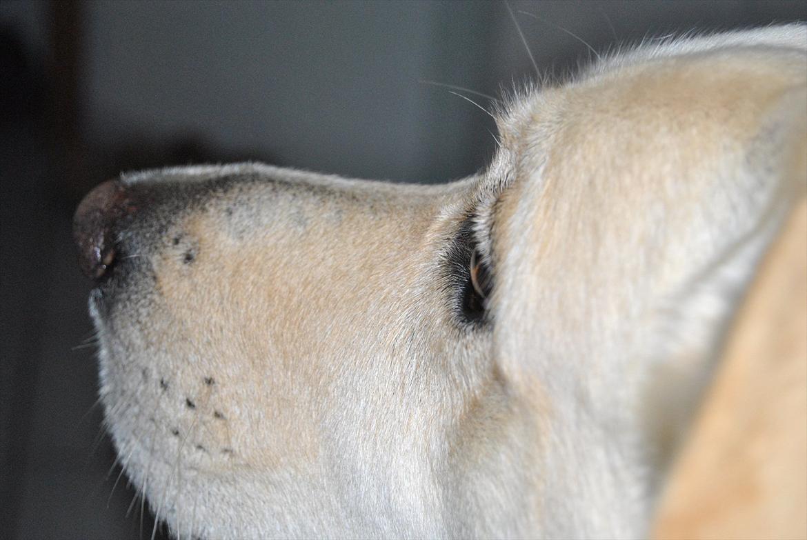 Blanding af racer Basse - En hel livstid for mig, er kun et øjelik for dig - vi ses om et øjeblik <3 billede 17