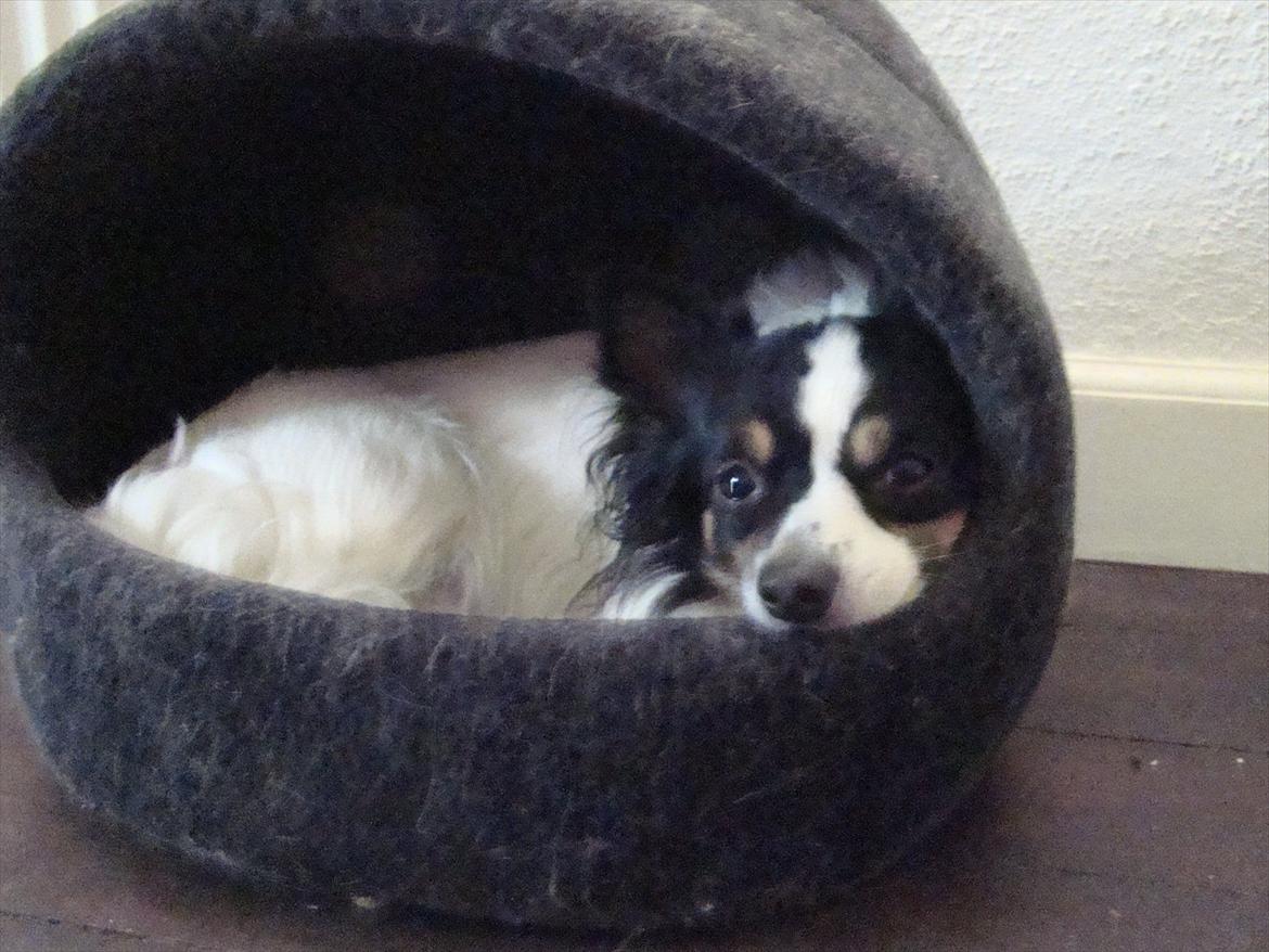 Blanding af racer Baluh - katte hule, ny seng? billede 14