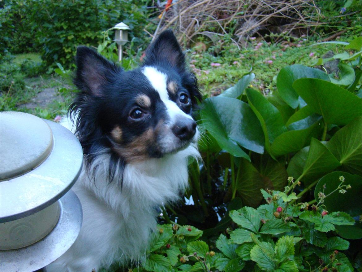 Blanding af racer Baluh - hygge i "morfars" have billede 15