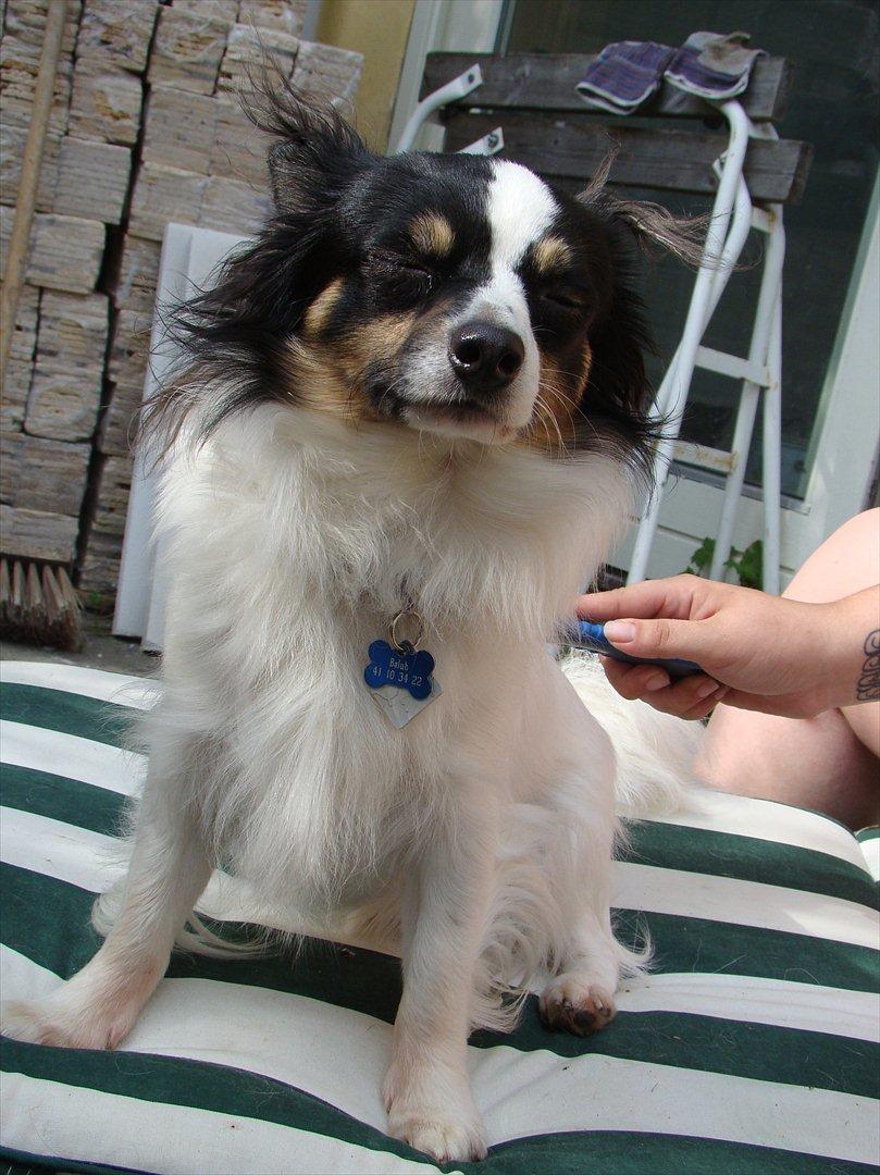 Blanding af racer Baluh - Ude og passe hus og have for "morfar" billede 16