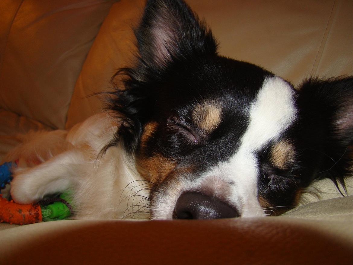 Blanding af racer Baluh - snart sengetid billede 17