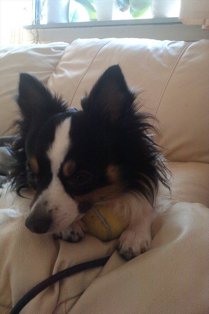 Blanding af racer Baluh billede 19