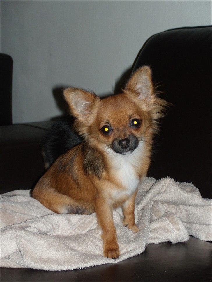 Chihuahua  Frida billede 1