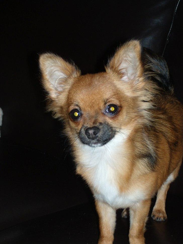 Chihuahua  Frida billede 12