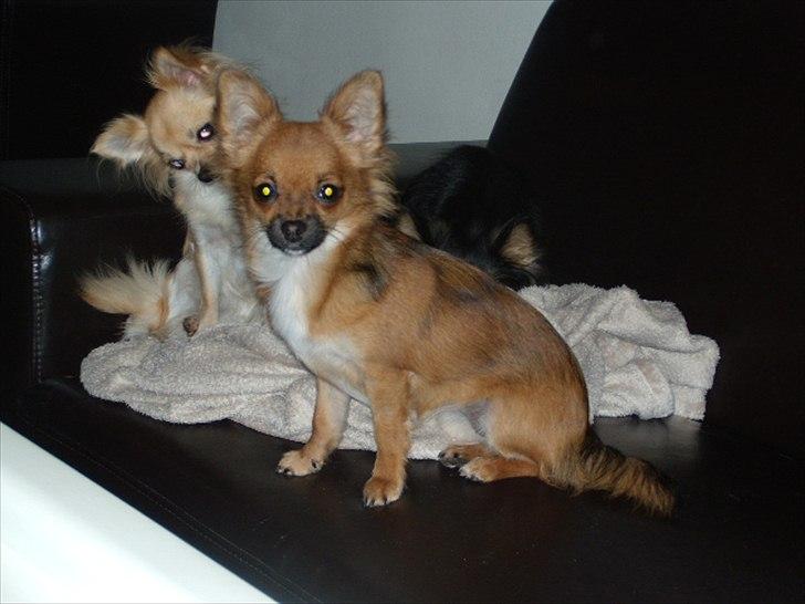 Chihuahua  Frida billede 13