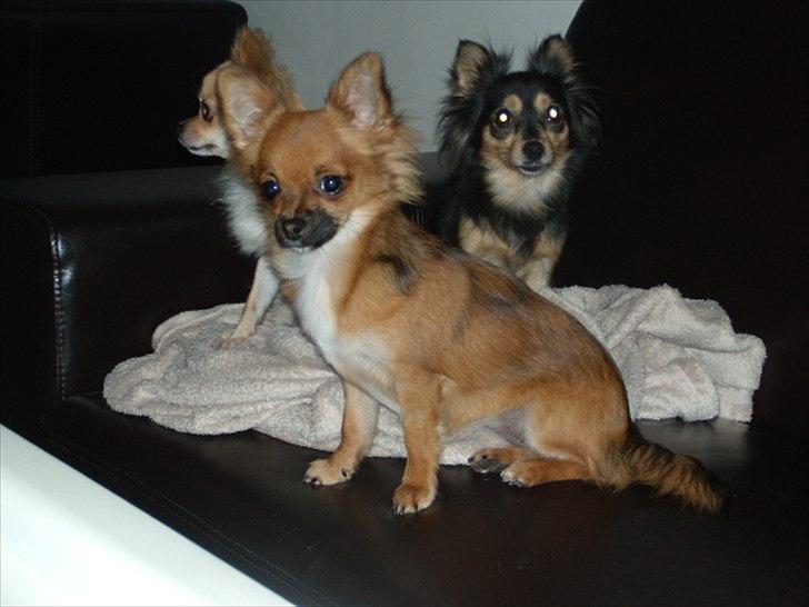 Chihuahua  Frida billede 14