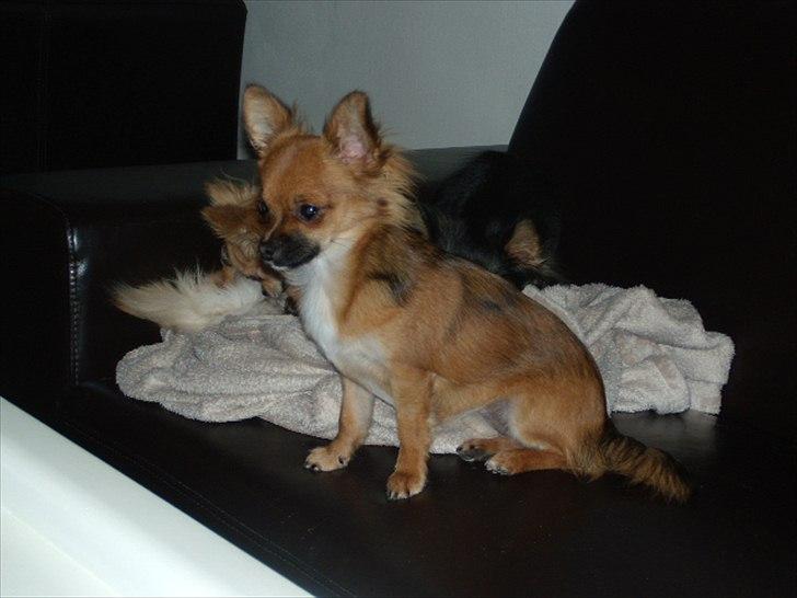 Chihuahua  Frida billede 15