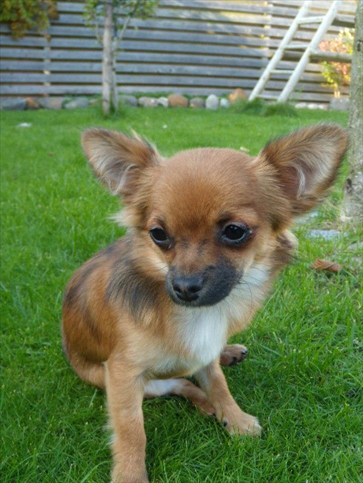 Chihuahua  Frida billede 16