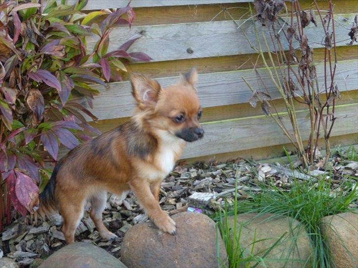 Chihuahua  Frida billede 17