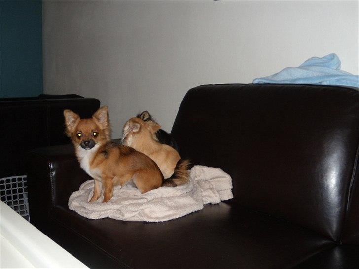 Chihuahua  Frida billede 18