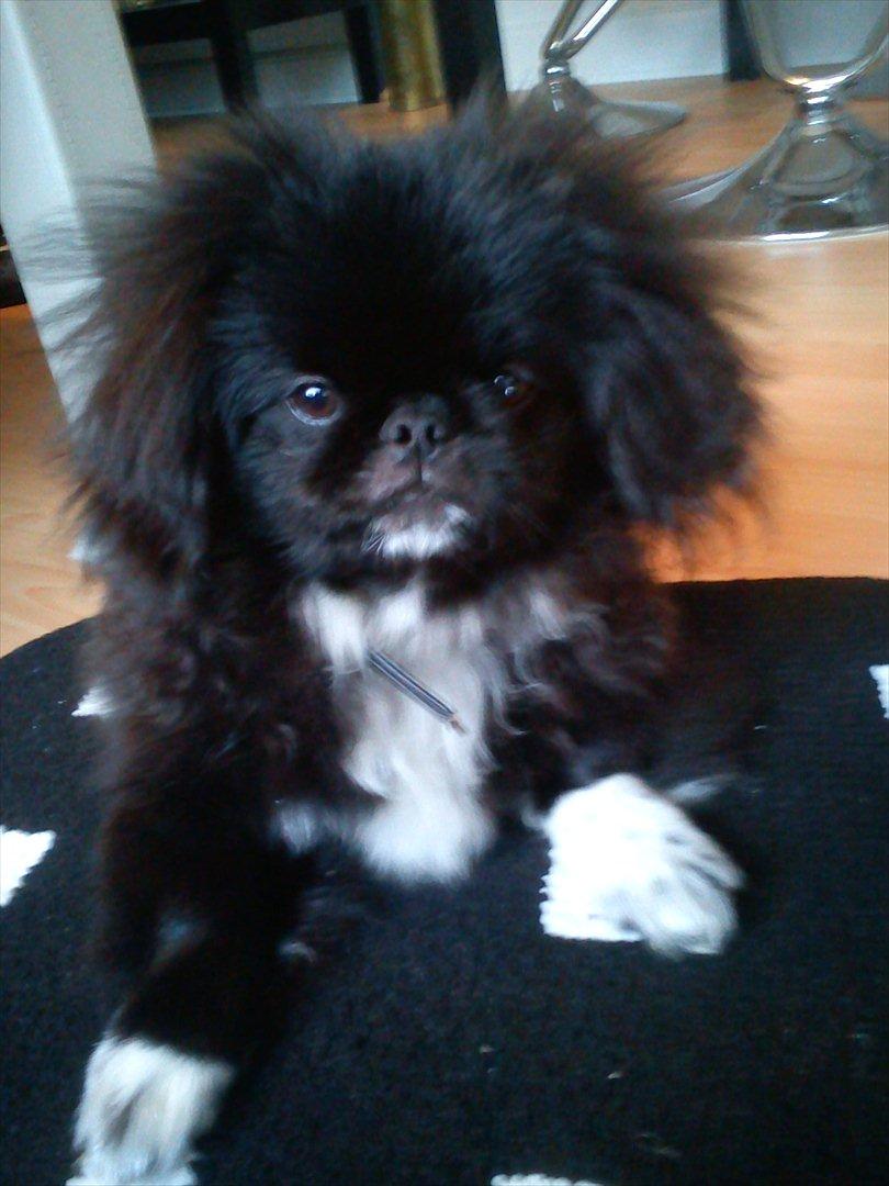 Pekingeser Lucca - Frække mig. billede 9